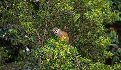 TRATADO: Acuerdo para la conservación de la flora y fauna de los territorios amazónicos de la república de Colombia y de la republica peruana.