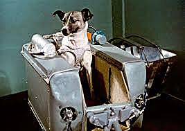 1st Animal in Orbit, Laika!