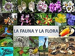 ACUERDO PARA LA CONSERVACION DE LA FLORA Y DE LA FAUNA DE LOS TERRITORIOS AMAZONICOS ENTRE COLOMBIA Y BRASIL.