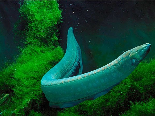 Egipcios Peces Electricos