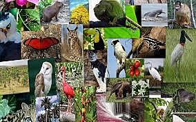 Normas para las Repoblaciones Faunísticas, los Trasplantes y la Introducción al país de Animales Silvestres – Acuerdo 004 71