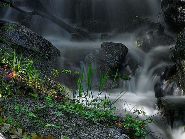 Forest Removal Rates Fall