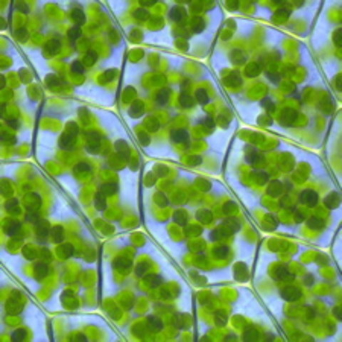 (3BYA) Photosynthetic life