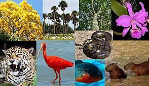 Convención sobre el Comercio Internacional de Especies Amenazadas de Fauna y Flora Silvestres