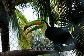 Convención sobre la Conservación de las Especies Migratorias de Animales Silvestres