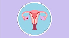 Timeline: MENSTRUACIÓ