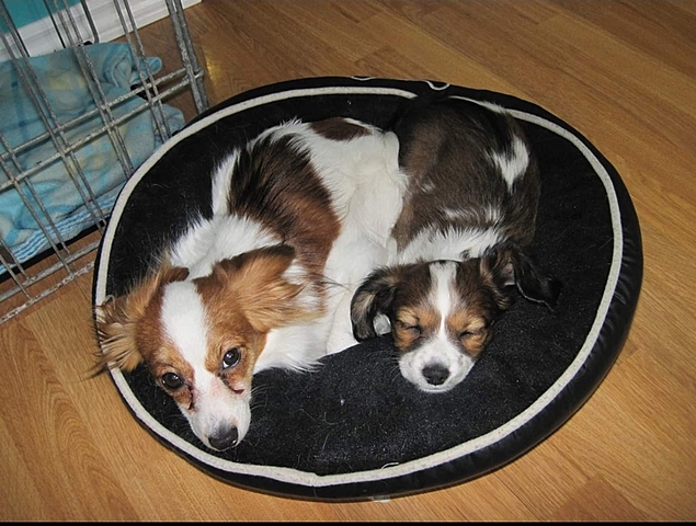 we got my dogs winnie and mya