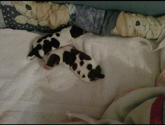 my dogs had puppies