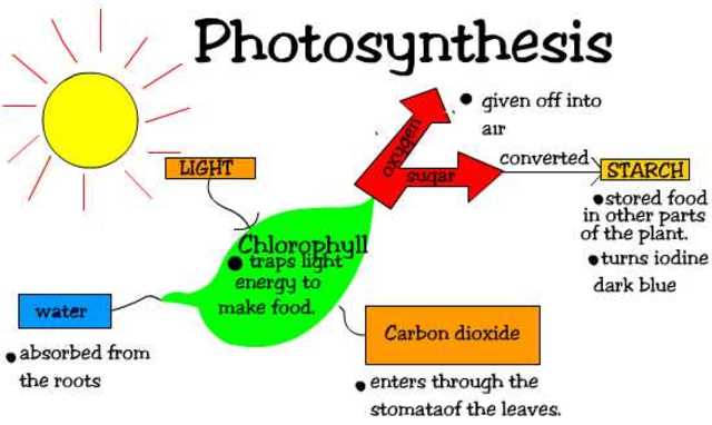 Formation of Photosynthetic Life (3 BYA)