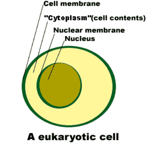 Formation of First Eukaryotes (2 BYA - 1.5 BYA)