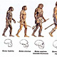 Homo sapiens neandertal
