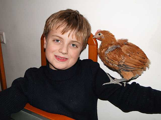 El rei dels animals.