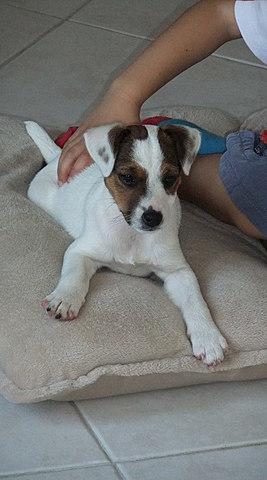 Naissance et adoption de ma chienne Fléa