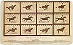 Muybridge Horses Around With Motion Pictures