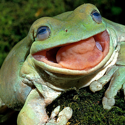 Timeline: Frog Metamorphasis