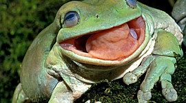 Timeline: Frog Metamorphasis