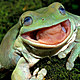 Froggo