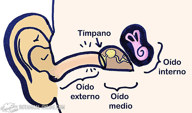 Estado de gestación-Oído