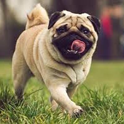 Timeline: the pug