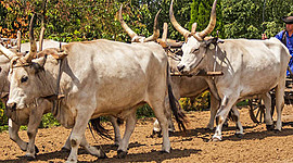 Timeline: Medidas de comunicación 1884-1924