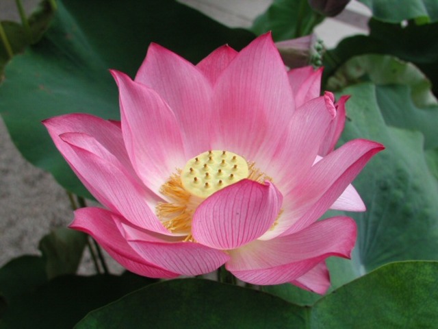 The men eat lotus on Cythera