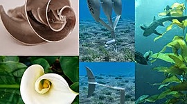 Timeline: Línea del tiempo de Deep Water Horizon