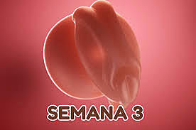 Week 3 Embryonic stage