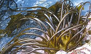 Bioremediation of the coast of Quintero and Puchuncaví with seaweed.