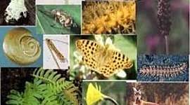 Timeline: Historia clasificación de los seres vivos