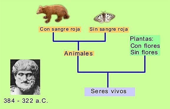Historia clasificación de los seres vivos timeline Timetoast