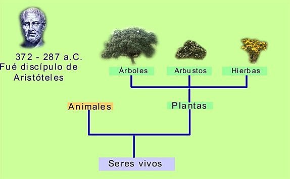 Siglo IV a.C Clasificación de las Plantas
