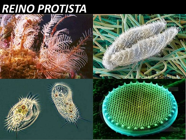 Reino Protista