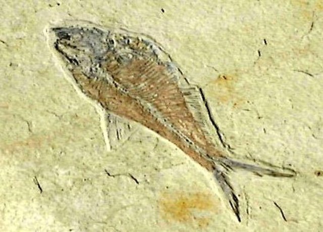 (1.8 billion years ago) Oldest Eukaryote Fossils