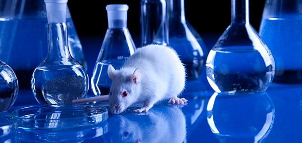 La Rapamicina, logra por primera vez alargar la vida de los ratones.