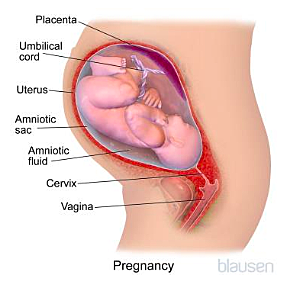 16-20 Weeks of Pregnancy