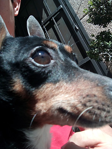 Adopté a mi mascota