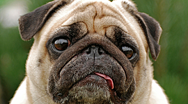 Timeline: Where Did Our Modern Dog Begin? Fossil Evidence.