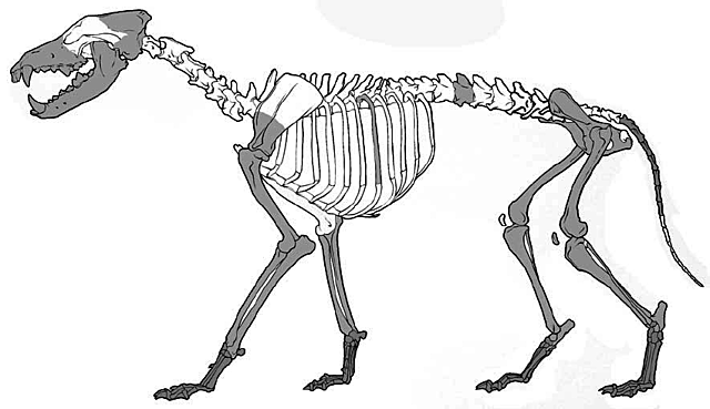 Zhoukoudian Wolf or Canis Variabilis