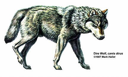 Grey Wolf Emerges in America