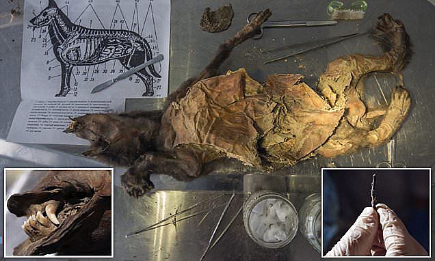 "The Black Dog of Tumat"