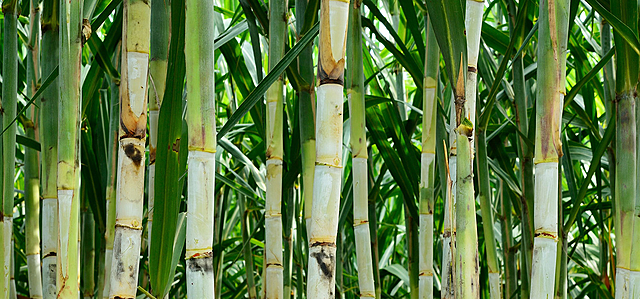 Studies on selection and characterization of a stress-tolerant sugarcane cell line.