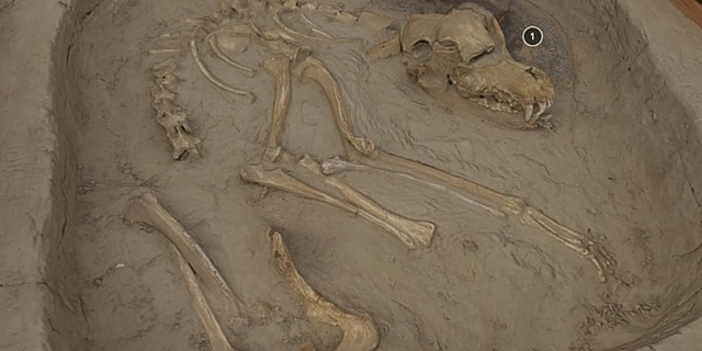 Koster Dog (Illinois!)