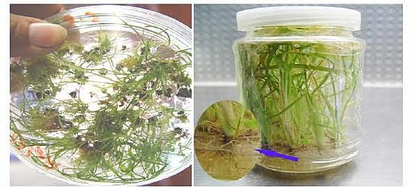 Halopriming imparts tolerance to salt and PEG induced drought stress in sugarcane
