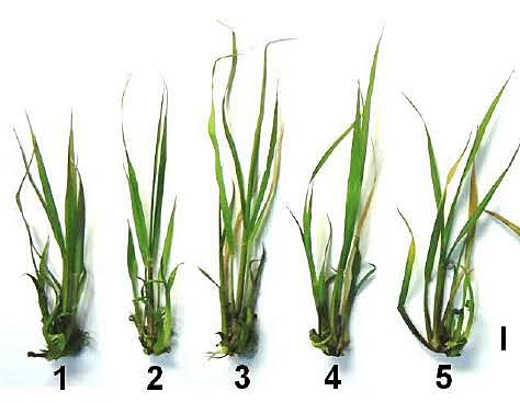 Growth, proline and ion accumulation in sugarcane callus cultures under drought-induced osmotic stress and its subsequent relief