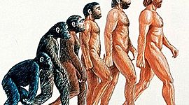 Timeline: El origen del hombre