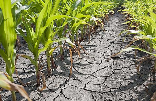 Induced over-expression of AtDREB2A CA improves drought tolerance in sugarcane