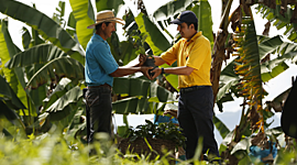 Timeline: EXTENSION RURAL EN COLOMBIA   POR ERWIN JULIAN GUTIERREZ GRAJALES