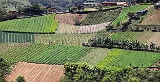 proteccionismo agropecuario y revolución verde