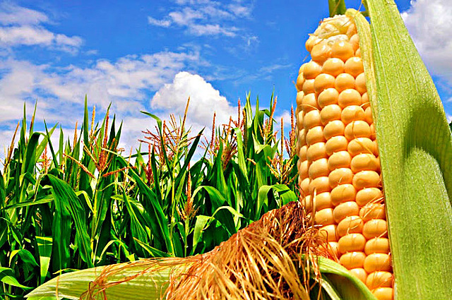 PRODUCTIVIDAD, COMPETITIVIDAD Y CALIDAD