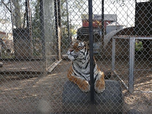 The Rise of Private Zoos